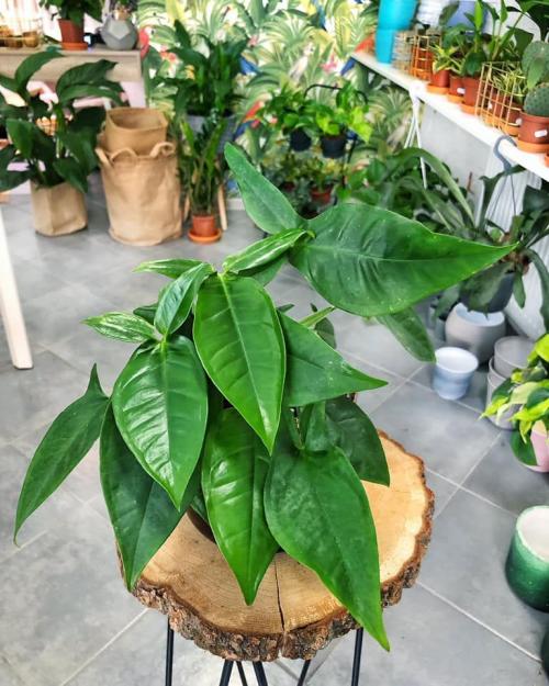 Сингониум ауритум. Сингониум цветок. Виды и сорта с фото. Уход и размножение