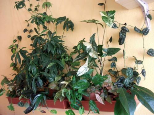 Как вырастить роскошный сингониум. Полезные свойства 09