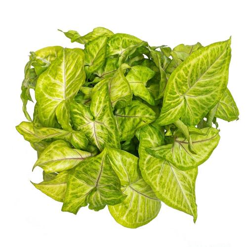 Сингониум ауритум. Сингониум цветок. Виды и сорта с фото. Уход и размножение