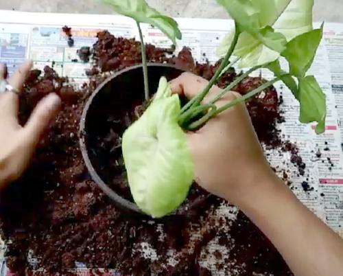 Как ухаживать за сингониумом в домашних условиях. Уход в домашних условиях