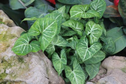 Как вырастить роскошный сингониум. Полезные свойства 07