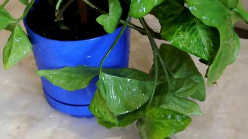 Сингониум в комнатных условиях. Уход за сингониумом в домашних условиях 01