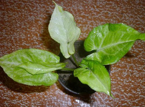 Как ухаживать за сингониумом в домашних условиях. Уход в домашних условиях