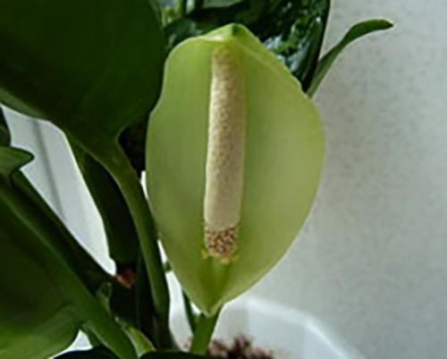 Как ухаживать за сингониумом в домашних условиях. Уход в домашних условиях