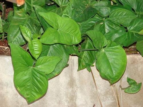 Сингониум в комнатных условиях. Уход за сингониумом в домашних условиях 02