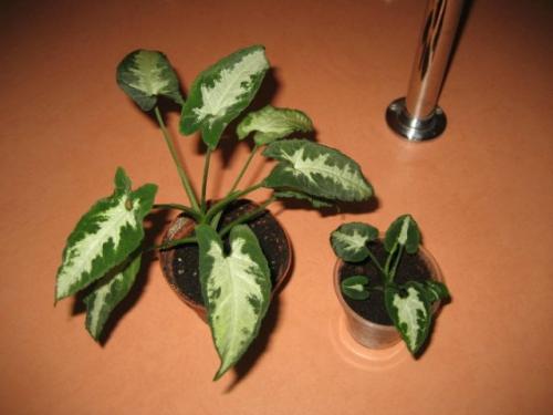 Сингониум ауритум. Сингониум цветок. Виды и сорта с фото. Уход и размножение