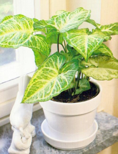 Как ухаживать за сингониумом в домашних условиях. Уход в домашних условиях