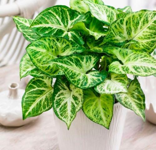 Сингониум ауритум. Сингониум цветок. Виды и сорта с фото. Уход и размножение