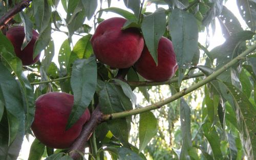 Вкусные и полезные: 5 лучших сортов персика для вашего сада 03 Вкусные и полезные: 5 лучших сортов персика для вашего сада 03