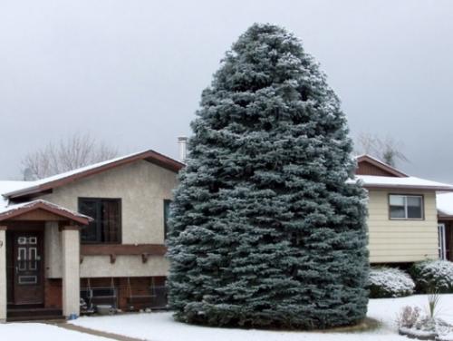 Какие виды лиственных и хвойных деревьев можно посадить в крупномере. Видовое разнообразие крупномерных деревьев