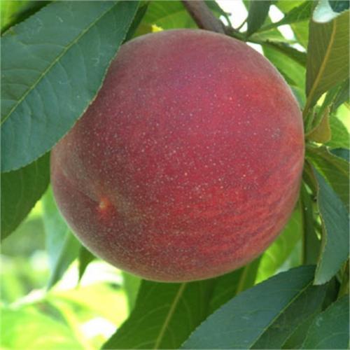 Вкусные и полезные: 5 лучших сортов персика для вашего сада 02 Вкусные и полезные: 5 лучших сортов персика для вашего сада 02