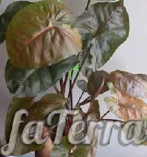 Сингониум арон браун. Сингониум виды и сорта