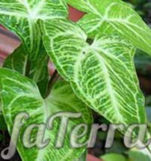 Сингониум арон браун. Сингониум виды и сорта