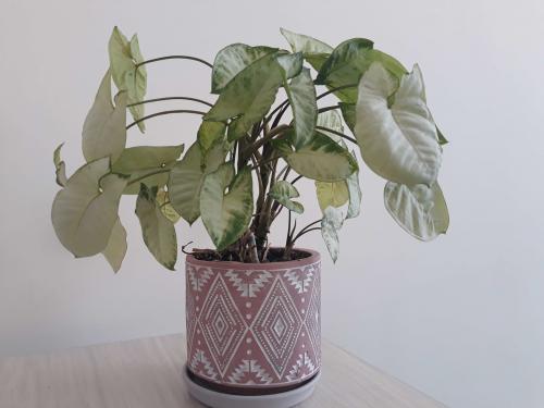 Выбор горшка для сингониума. Как ухаживать за сингониумом: разбираемся в деталях