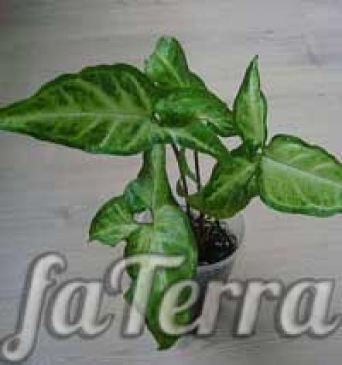 Сингониум арон браун. Сингониум виды и сорта