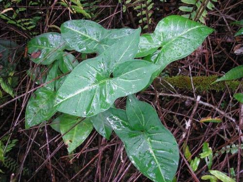 Топ-11 Редкие сорта сингониума+мини сорта