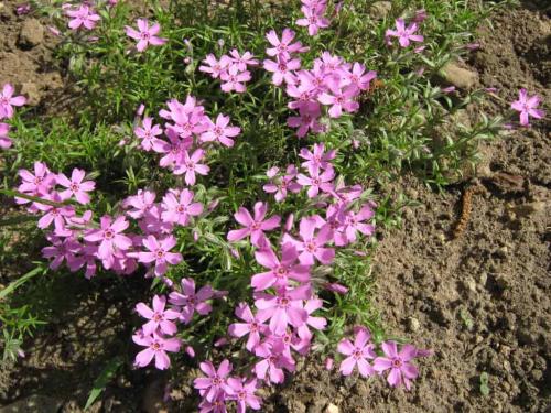Уход за почвопокровными флоксами. Флокс стелющийся (почвопокровный): сорта с фото, особенности посадки и ухода