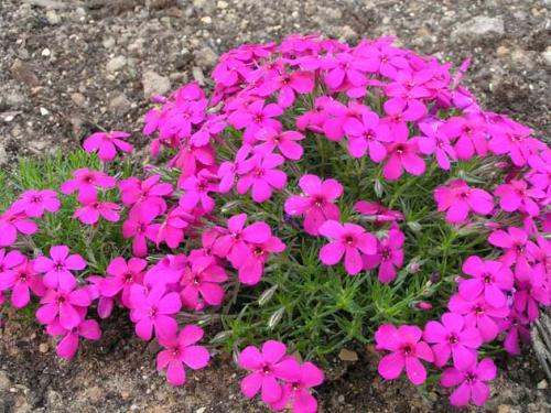 Уход за почвопокровными флоксами. Флокс стелющийся (почвопокровный): сорта с фото, особенности посадки и ухода