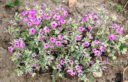 Уход за почвопокровными флоксами. Флокс стелющийся (почвопокровный): сорта с фото, особенности посадки и ухода