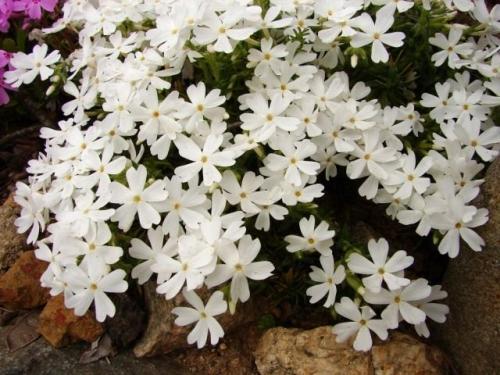 Флокс шиловидный после зимы. Уход за флоксом шиловидным