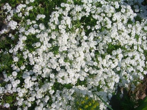 Уход за почвопокровными флоксами. Флокс стелющийся (почвопокровный): сорта с фото, особенности посадки и ухода