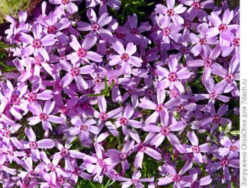 Уход за почвопокровными флоксами. Флокс стелющийся (почвопокровный): сорта с фото, особенности посадки и ухода