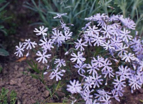 Уход за почвопокровными флоксами. Флокс стелющийся (почвопокровный): сорта с фото, особенности посадки и ухода