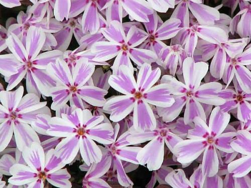 Уход за почвопокровными флоксами. Флокс стелющийся (почвопокровный): сорта с фото, особенности посадки и ухода