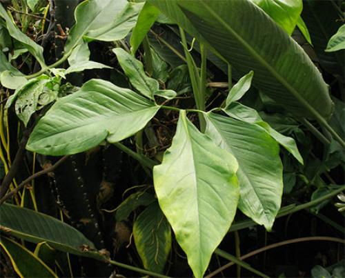 Сингониум грунт. Сорта сингониума