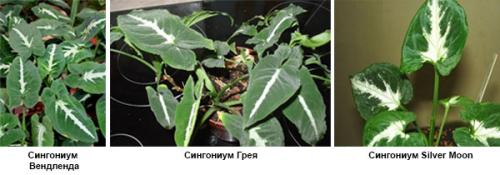 Сингониум грунт. Сорта сингониума