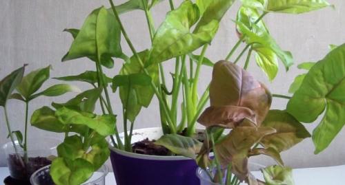 Сингониум, как придать форму. Происхождение сингониума и его особенности