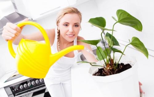 Цветок сингониум уход в домашних условиях. Правила ухода