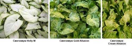 Сингониум грунт. Сорта сингониума