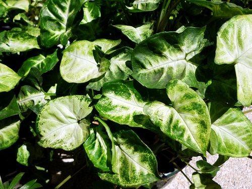 Цветок сингониум приметы. Сингониум (Syngonium)