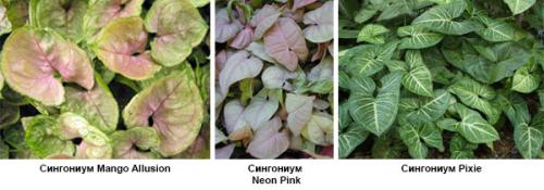 Сингониум розовый уход. Сорта сингониума