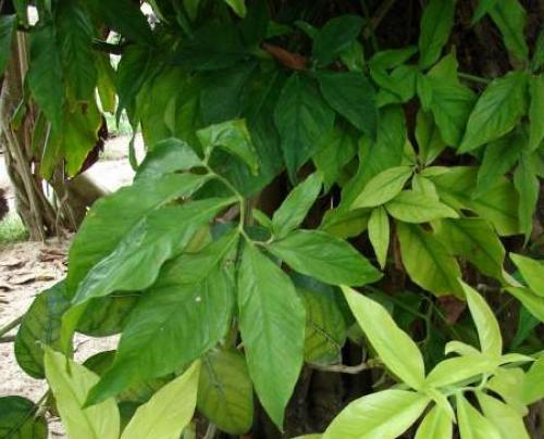 Сингониум розовый уход. Сорта сингониума