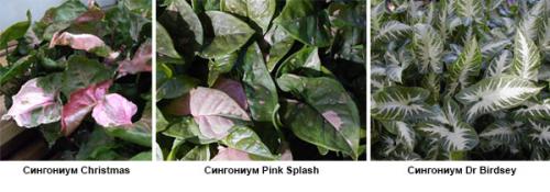Сингониум грунт. Сорта сингониума