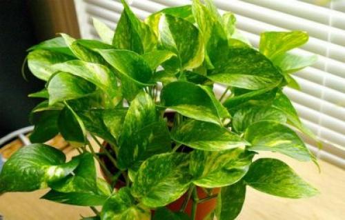 Как ухаживать за лианой в домашних условиях. Уход в домашних условиях