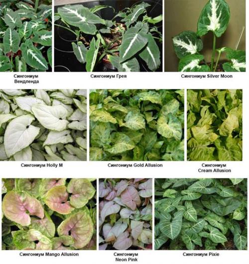 Сингониум пикси уход. Сингониум цветок. Виды и сорта с фото. Уход и размножение