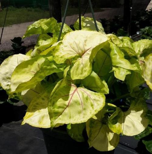 Сингониум вендланда виды. Сингониум ножколистный (Syngonium podophyllum)