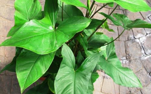 Сингониум в интерьере. Виды с названиями и фото