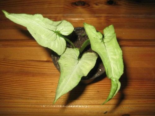 Сингониум пикси уход. Сингониум цветок. Виды и сорта с фото. Уход и размножение