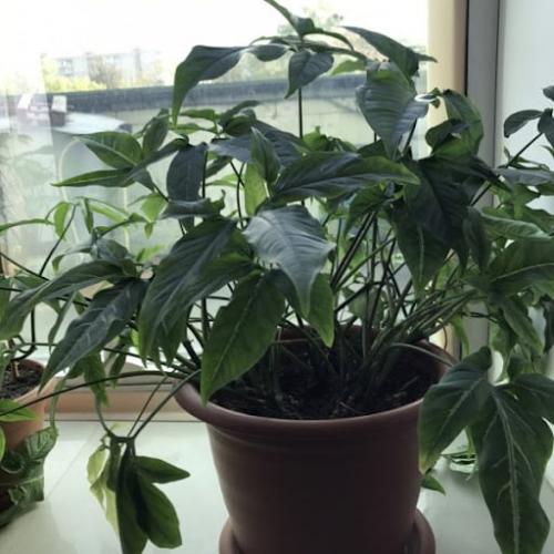 Сингониум пикси уход. Сингониум цветок. Виды и сорта с фото. Уход и размножение