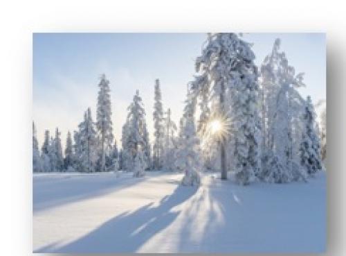 Устойчивость хвойных к зимним условиям: основные принципы поддержания здоровья Устойчивость хвойных к зимним условиям: основные принципы поддержания здоровья