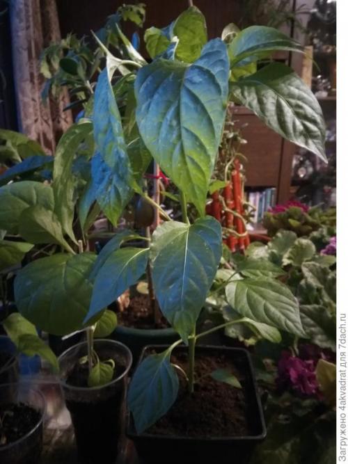 Как правильно готовить хвойники для детей и пожилых людей. Рассада плохо растет, болеет? А давайте позовем на помощь елочку