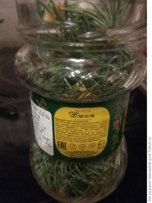 Как правильно готовить хвойники для детей и пожилых людей. Рассада плохо растет, болеет? А давайте позовем на помощь елочку