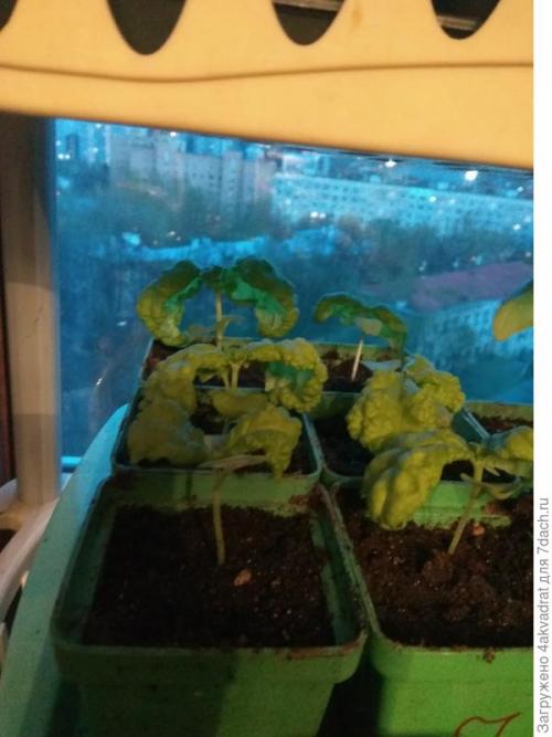 Как правильно готовить хвойники для детей и пожилых людей. Рассада плохо растет, болеет? А давайте позовем на помощь елочку