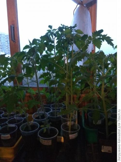 Как правильно готовить хвойники для детей и пожилых людей. Рассада плохо растет, болеет? А давайте позовем на помощь елочку