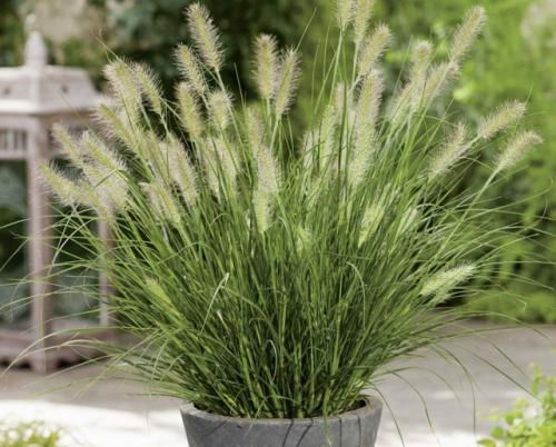 Какие семена можно использовать для декоративных целей. Пеннисетум (перистощетинник), или «фонтанная трава»