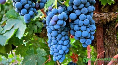 Зимостойкие сорта винограда: выбор для холодных регионов 02